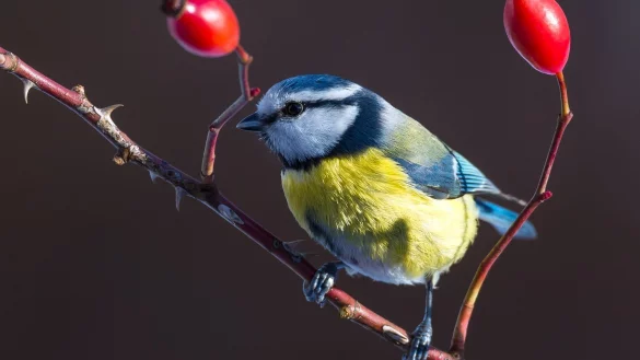 Blaumeise im Garten - &copy; Foto: Patrick Pleul