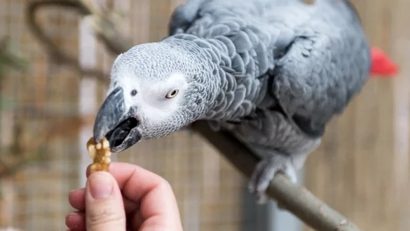 Papagei-F&uuml;tterung - &copy; Foto: Alexander Heinl