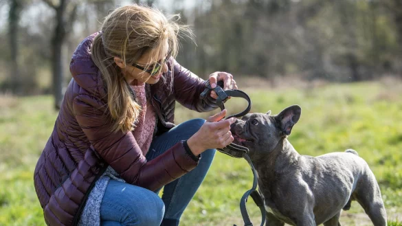 Das passende Hundegeschirr finden - © Foto: Christin Klose/dpa-tmn