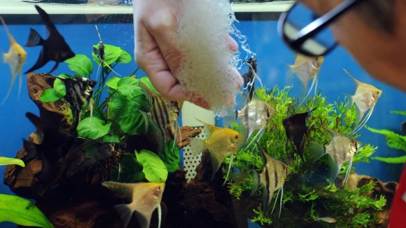 Aquarium reinigen - &copy; Foto: Caroline Seidel/dpa-tmn
