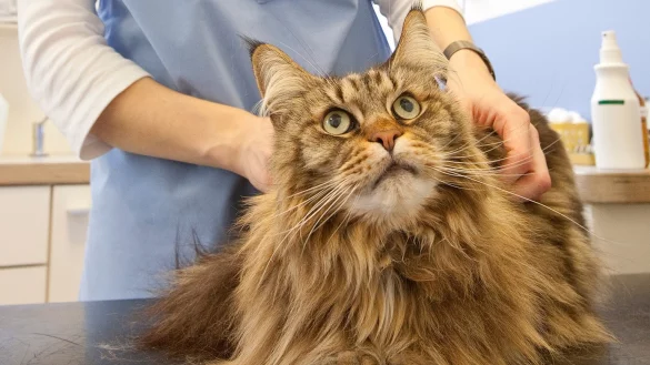 Kontrolluntersuchung - &copy; Foto: Kai Remmers