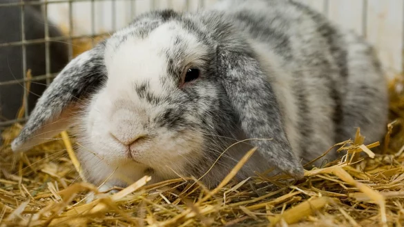 Widderkaninchen - &copy; Foto: Franziska Gabbert/dpa-tmn