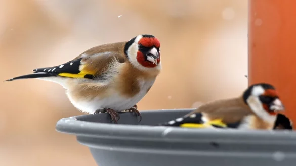 V&ouml;gel auf der Futtersuche - &copy; Foto: Patrick Pleul/dpa-Zentralbild/dpa-tmn