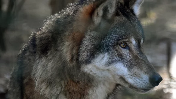 Ein Wolf wurde in Bad Salzuflen gesichtet. - &copy; Symbolbild: Bernd Settnik/dpa