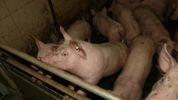 Auf einem Hof in Vreden im M&uuml;nsterland sind 900 Schweine verendet. - &copy; Pixabay.com