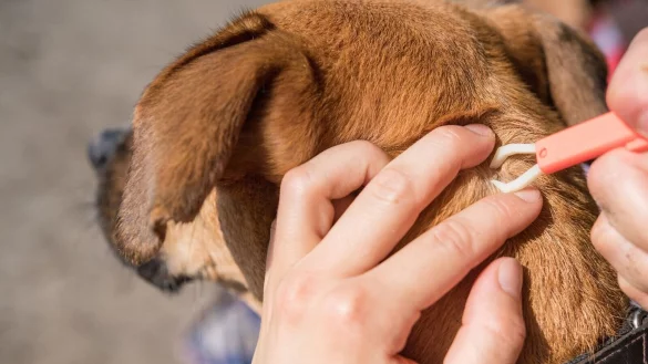 Wer Zeckenzange, Pinzette, Desinfektionsmittel und k&uuml;hlende Salbe f&uuml;r den Hund auch im Urlaub dabei hat, kann sich oft den ein oder anderen Tierarztbesuch auf Reisen sparen - und selbst Hand anlegen. - &copy; Robert G&uuml;nther/dpa-tmn