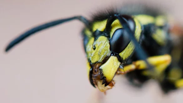 Wespe - &copy; Foto: Julian Stratenschulte/dpa/dpa-tmn