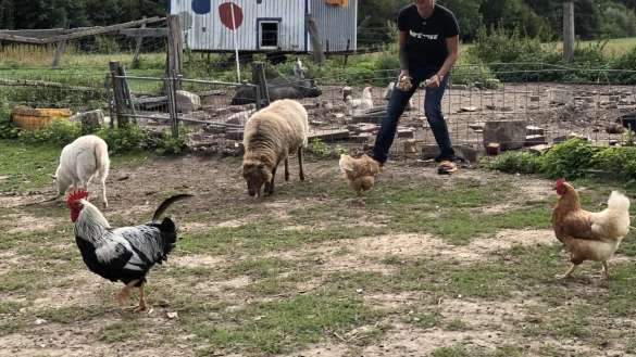 Jennifer Bierhenke bei der F&uuml;tterung nur eines kleinen Teils ihrer Tiere auf dem Kastanienhof in der Laubke. &Auml;rger macht der Hahn (vorne links). Er kr&auml;ht. Das ist zwar nur nat&uuml;rlich, darf den Nachbarn aber laut Gesetz vor 6 Uhr morgens nicht auf die Nerven gehen. - &copy; Till Brand