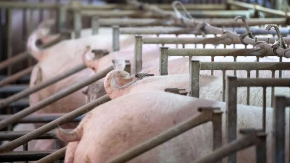 - &copy; Sven Hoppe/dpa