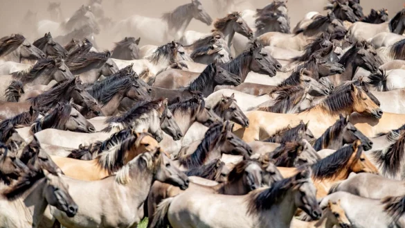 Wildpferdefang im Merfelder Bruch - &copy; Foto: Marcel Kusch/dpa
