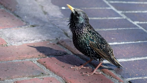 Brutst&auml;tte f&uuml;r Stare - &copy; Foto: Andrea Warnecke/dpa-tmn