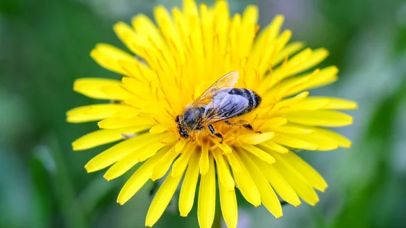 Wildbiene - &copy; Foto: Jan Woitas