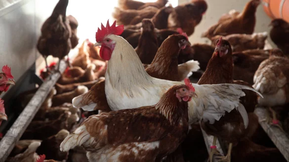 D&uuml;rfen erstmal nicht ins Freie: Die Bio-Legehennen auf dem Hof Meiwes in Detmold m&uuml;ssen bis auf Weiteres im H&uuml;hner-Mobil bleiben. Ausfl&uuml;ge auf die Wiese sind gestrichen. - &copy; Bernhard Preuss