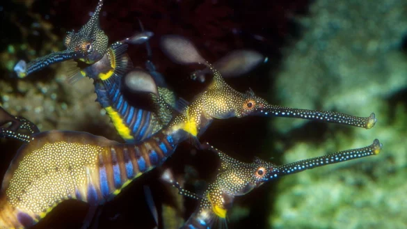 Seedrachen - &copy; Foto: Frank Schneidewind/Universit&auml;t Konstanz /dpa