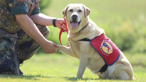 Pilotprojekt mit Therapie-Hunden - &copy; Foto: Danny Gohlke