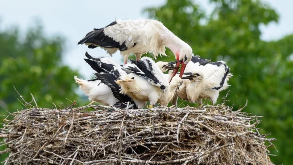 Jungst&ouml;rche in Sachsen-Anhalt - &copy; Foto: Klaus-Dietmar Gabbert/dpa-Zentralbild/dpa