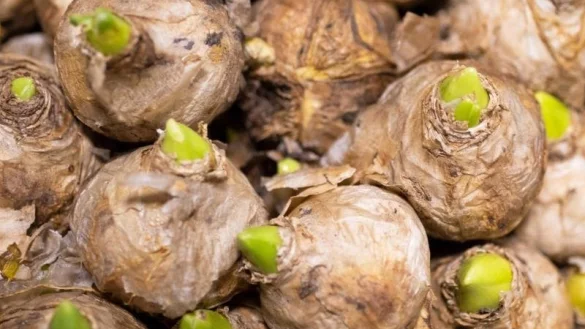 Jetzt Hyazinthen pflanzen - &copy; Foto: Catherine Waibel/dpa-tmn