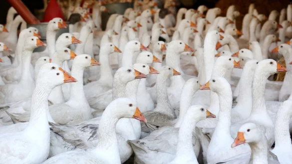 G&auml;nse - &copy; Foto: Roland Weihrauch/dpa