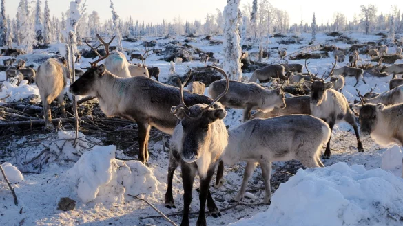 Rentiere - &copy; Foto: Britta Pedersen/dpa-Zentralbild/dpa