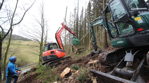 Baumf&auml;llung: Christopher Sauer (links), Firmen-Mitinhaber Lars H&ouml;verler (im Bagger) und Kai Klocke (nicht im Bild) f&auml;llen Fichten an der Stra&szlig;e S&uuml;dholz bei Talle. - &copy; Jens Rademacher