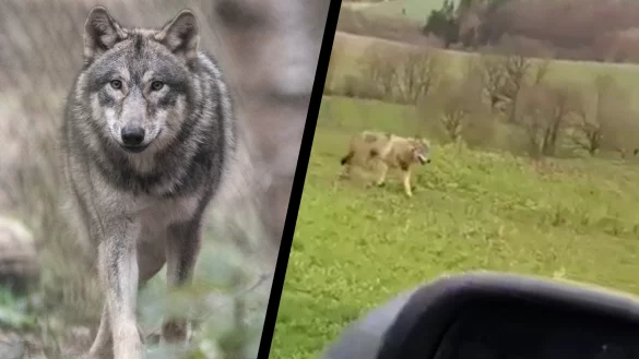 Die Handyaufnahmen (rechts) vom 11. Februar zeigten definitiv einen Wolf. - © Montage: Boris Roessler/dpa/Screenshot:Video