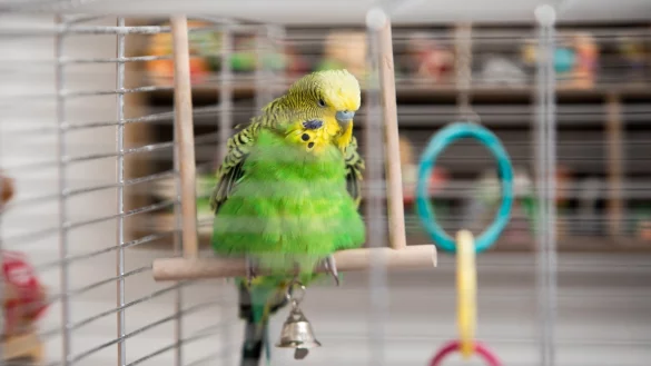 Ziervogel - &copy; Foto: Christin Klose/dpa-tmn