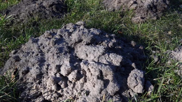 Maulwurfsh&uuml;gel - &copy; Foto: Andrea Warnecke