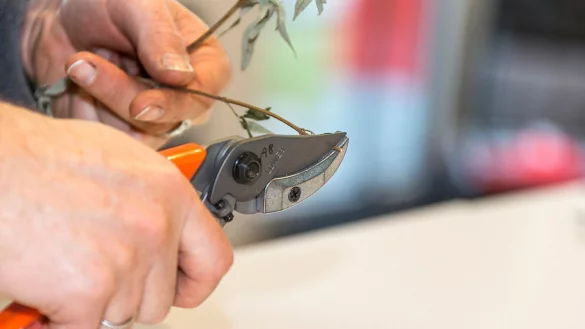 Amboss-Schere - &copy; Foto: selbst ist der Mann 5/2019