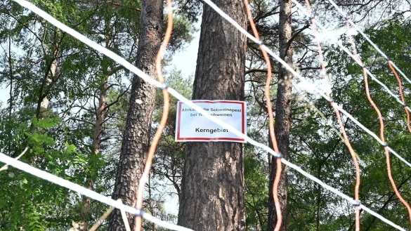 Zaun gegen Schweinpest-Ausbreitung - &copy; Foto: Bernd Settnik/dpa-Zentralbid/dpa
