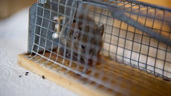 Maus in der Falle - &copy; Foto: Inga Kjer