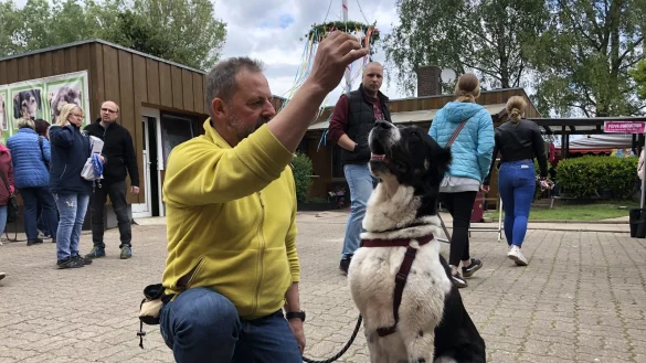 Aufgepasst: J&uuml;rgen Kr&uuml;ll, der ehrenamtlich mit Hunden des Tierheims spazieren geht, h&auml;lt ein Leckerli in die Luft. Die dreij&auml;hrige Polly, ein mittelasiatischer Sch&auml;ferhund, guckt interessiert. - &copy; Sven Kienscherf