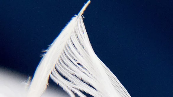 Daunenm&auml;nteln - &copy; Foto: Andrea Warnecke/dpa-tmn