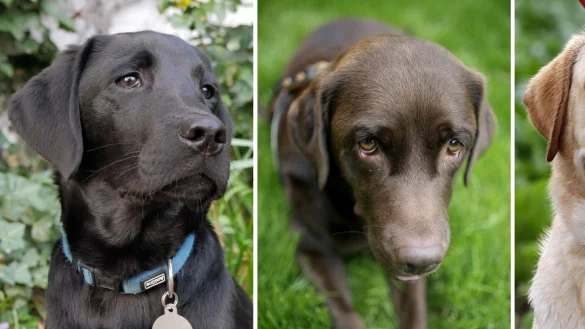 Labrador Retriever - &copy; Foto: Kohler/W&uuml;stneck/Von Erichsen