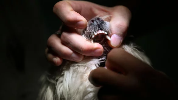 Bei ruhigen Hunden gern selbst in die Schnauze schauen - &copy; Foto: Ina Fassbender/dpa-tmn