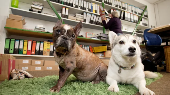 Bulldogge Lilli und Husky-Mischling Lulu sitzen im B&uuml;ro ihres Frauchens. - &copy; dpa