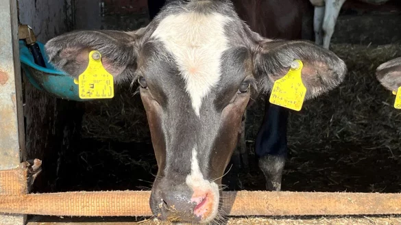 Rinder k&ouml;nnen an der hochansteckenden Maul- und Klauenseuche erkranken. - &copy; WLV