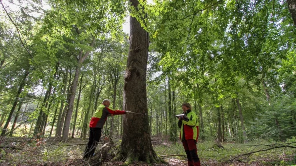 Vermessung: Hans-Ulrich Braun und Lisa Sch&auml;fer kartieren im Naturschutzgebiet Biotopb&auml;ume. - &copy; Landesverband Lippe