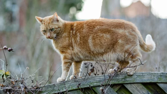 Katze auf Tour - &copy; Foto: Markus Scholz