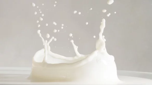 Mehr Tierwohl bei Milch - &copy; Foto: Franziska Gabbert/dpa-tmn