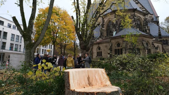 Aus Sicht der Gr&uuml;nen sind zu viele B&auml;ume gef&auml;llt und nicht &ndash; wie beschlossen &ndash; im Verh&auml;ltnis 3:1 nachgepflanzt worden. Deswegen wollen sie f&uuml;r das n&auml;chste Jahr eine Potenzialanalyse f&uuml;r m&ouml;gliche Standorte. Das ist einer von vielen Antr&auml;gen. - &copy; Sven Koch