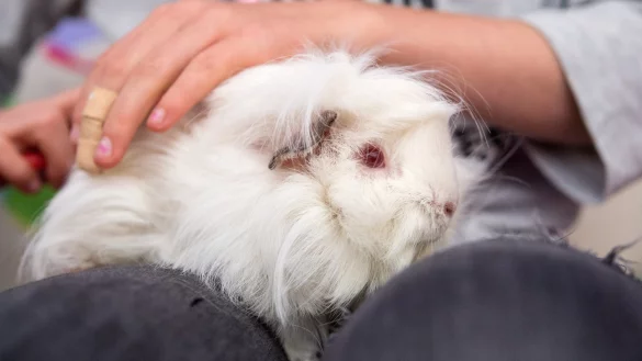 Meerschweinchen - &copy; Foto: Andrea Warnecke