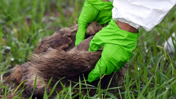 Schweinepest in Brandenburg - &copy; Foto: Bernd Settnik/dpa-Zentralbild/dpa