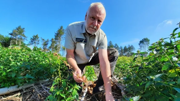 F&ouml;rster Stephan Radeck zeigt inmitten der gr&uuml;nen Begleitvegetation eine der vertrockneten Douglasien am Nabberg. Er bedauert, dass die Bew&auml;sserungsaktion der Feuerwehr erfolglos blieb. - &copy; Michaela Wei&szlig;e