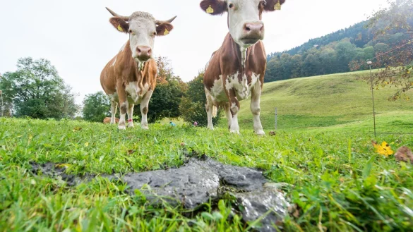 Schweizer Museum Tierkot - &copy; Foto: picture alliance / Marc M&uuml;ller/dpa