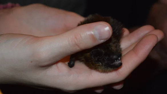 Hungrig: Die Pflege-Fledermaus kennt das Prozedere der F&uuml;tterung. Sobald sie in die Hand genommen wird, &ouml;ffnet sie bereitwillig das Maul. - &copy; BUND Lemgo