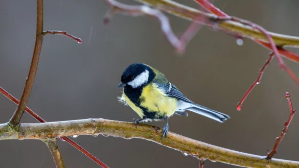 Stunde der Winterv&ouml;gel - &copy; Foto: Jens B&uuml;ttner/dpa