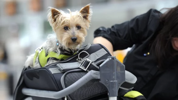 Hund darf an Bord - &copy; Foto: Tobias Hase/dpa-tmn