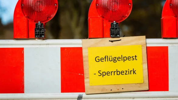 Vogelgrippe - &copy; Foto: Thorsten Helmerichs