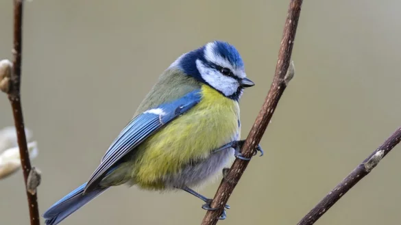 Blaumeise - &copy; Foto: Patrick Pleul/dpa-Zentralbild/dpa