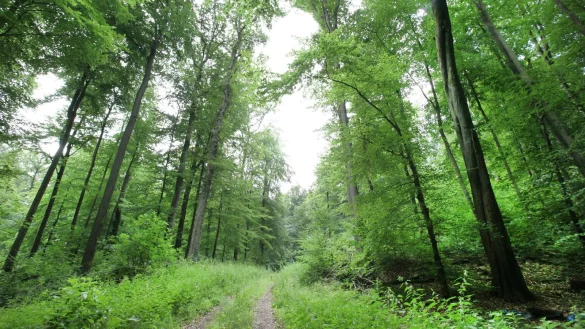 Idylle in Bad Salzuflen: Hier besitzt der Landesverband kleinere Waldst&uuml;cke. - &copy; Archivfoto: Vera Gerstendorf-Welle